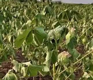 العطش ينذر بخطر المحاصيل في سرحان