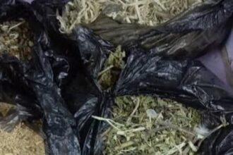 ضبط تاجر يخلط الويكة بسعف الأشجار في النيل الأبيض